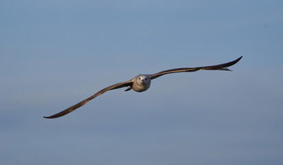 Seagull bird in flight