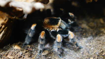 spider on the ground