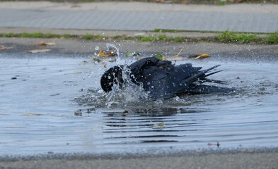 Oiseau jouant dans l'eau .