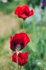 Charming huge poppy flower on a background of green grass close-up