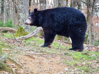 Ours brun nature sauvage 
