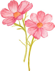 Watercolor pink cosmos flower