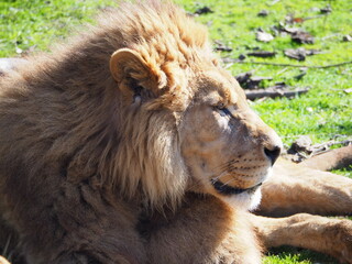 lion et lionne