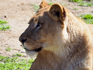 lion et lionne