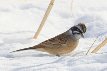 A male Meadow Bunting (Emberiza cioides) on the snow, Honshu, Japan.