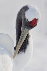 A close-up portrait of a wild Red-crowned Crane (Grus japonensis) on Hokkaido, Japan.