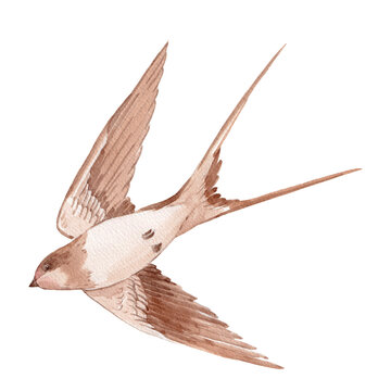 brown watercolor swallow in flight clip art preview