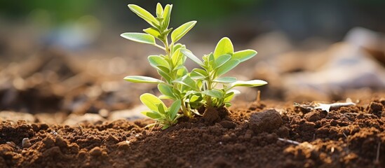 Vibrant Life: A Tender Small Plant Growing Amidst Rich Soil and Gentle Sunlight