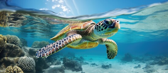 Serene Turtle Gliding Through Aquamarine Waters amidst Coral Reef Wonders