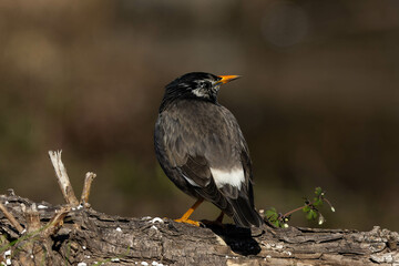 太い木の幹の上のムクドリ