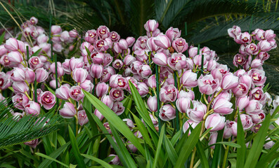 Orchidées