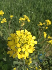 yellow flowers in the garden