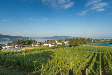 Vineyard on Reichenau Island, panoramic view over the island to Lake Constance, Baden-Wuerttemberg, Germany - obrazy, fototapety, plakaty