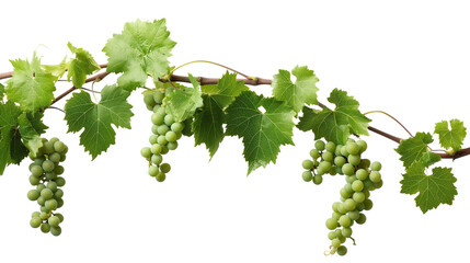 photo of grapes on vine, grapevine isolated on transparent - obrazy, fototapety, plakaty