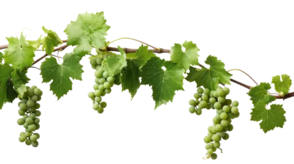 Fotobehang photo of grapes on vine, grapevine isolated on transparent © Shivart