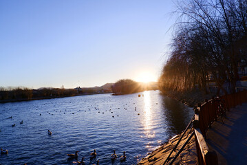 sunrise on the river. duck and goose swimming in the river.