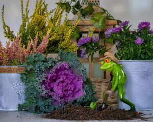 Funny gardener frog with a display of autumnal plants containing heather, ornamental cabbage and...