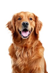 Radiant Golden Retriever with a Heartwarming Smile Against White - Generative AI