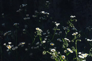 Chamomile in the garden. Bushes of beautiful delicate chamomile. Summer flowers for bouquets
