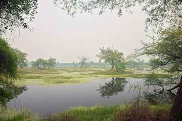 Scenic view of Keoladeo National Park, near Bharatpur, Rajasthan, India. A well-known bird sanctuary.