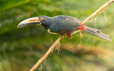 collared aracari, Halsbandarassari (Pteroglossus torquatus) © SBOR Naturfotografie