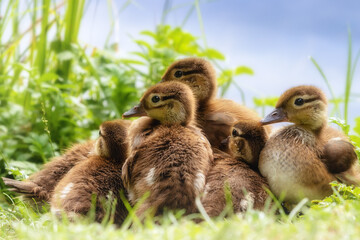 Family of Mandarin ducklings snuggling together at a lake 