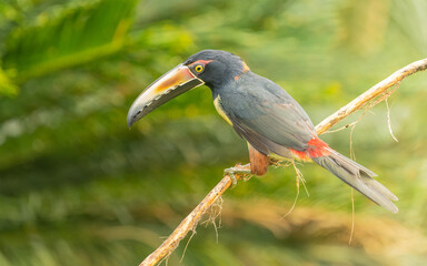 Obraz premium collared aracari, Halsbandarassari (Pteroglossus torquatus)
