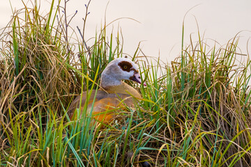Egyptian goose female sitting in nest among thick grass