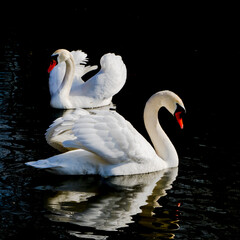 Fototapeta premium Pair of white swans on the dark surface of the lake, symmetrical reflections in water