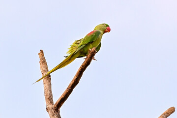 Psittacula eupatria . Alexandrine patakeet, Large Parakeet, birds nearing extinction on Dipterocarpus alatus roxb, in Nonthaburi, Thailand
