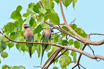 Psittacula eupatria during the mating season, the male parrot will find food to feed to the female bird. Alexandrine patakeet, Large Parakeet, in Nonthaburi, Thailand.
