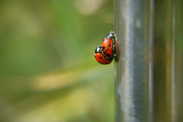 two ladybirds making love, green background, outside on a metal fence, sunlight
