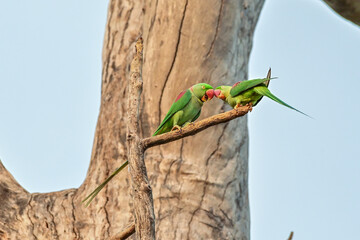 Psittacula eupatria during the mating season, the male parrot will find food to feed to the female bird. Alexandrine patakeet, Large Parakeet, in Nonthaburi, Thailand.