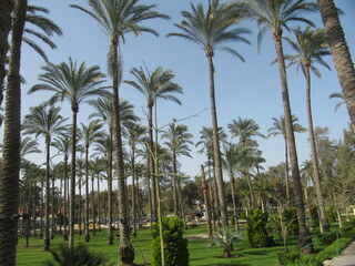 palm trees on the beach