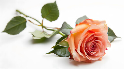 rose isolated on the white background
