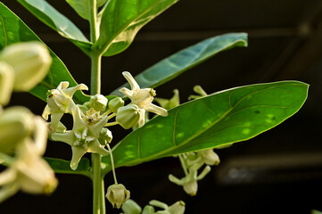 Blooming white Calotropis gigantea, crown flower, Giant milkweed, Milk weed, Giant Indian milk, Tembega