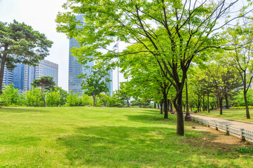 韓国ソウルの汝矣島公園