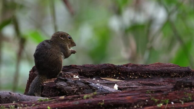 Nature wildlife image of Bornean Mountain Ground Squirrel on deep jungle forest.