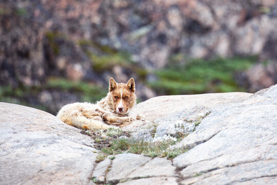 Greenlandic sled dog resting on the rocks in Ilulissat