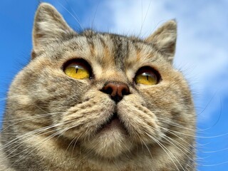 Cat cute face on blue sky 