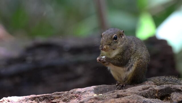 Nature wildlife image of Bornean Mountain Ground Squirrel on deep jungle forest.