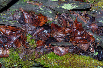 Different leaves in the autumn forest