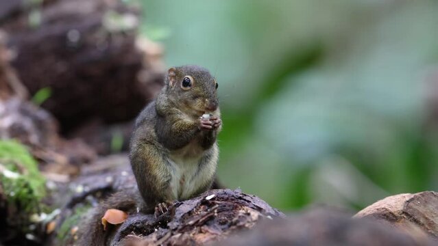 Nature wildlife image of Bornean Mountain Ground Squirrel on deep jungle forest.