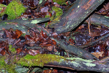Different leaves in the autumn forest