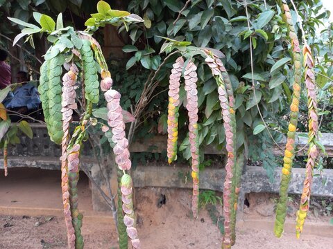 Phyllodium pulchellum&nbsp;in a panting garden plant,Phyllodium pulchellum is a  Garden  plant  tree,Phyllodium Pulchellum Stock Photos,Images & Pictures Most commonly plant,Phyllodium&nbsp;longipes&nbsp;long leaf 

