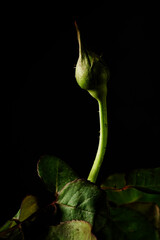 In the captivating contrast against a black backdrop, a close-up of the budding Port Sunlight rose...