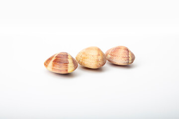 Plump Galician clams, pristine on a white canvas