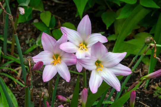 Sydney Australia, flowering zephyranthes robusta or pink rain lily