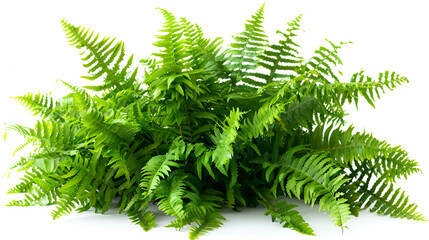 Green leaves of fern isolated on white. generative ai
