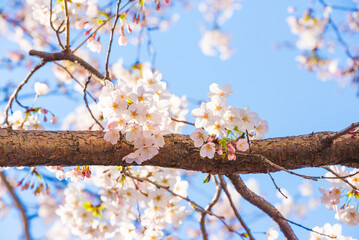 満開の桜の花と青空